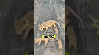 miten lo que hace esta leona 😱😥 #mundoanimal #animales #animallife #animals #lion #wildlife