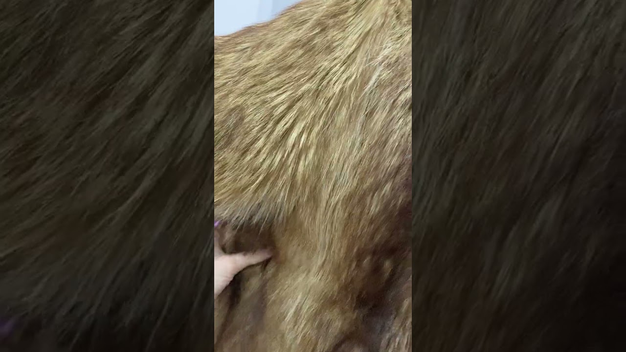 Шуба енотовая, супер теплая и красивая