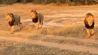 Black Dam Male Lions Looking for Mapoza Male & Monwana Pride | Pride Takeover | 12 May 2024