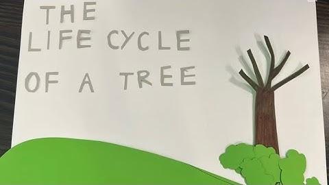 Stop-motion video. The life cycle of a tree