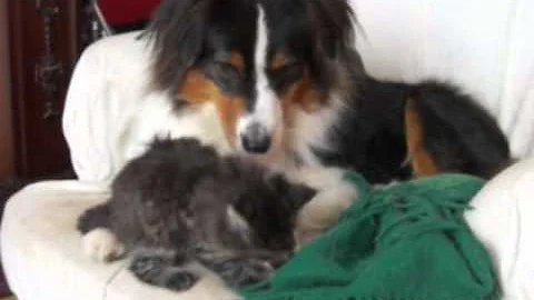 Video 209121: norwegian forest cat kittens, cute norwegian forest kitten, fall forest, kitten cute dogs