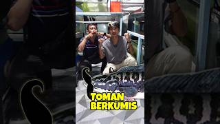 JADI TOMAN BERKUMIS! KASIH MAKAN TOMAN PAKE LELE UTUH DI AQUARIUM