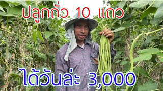 ปลูกถั่วฝักยาว 10 ร่อง สร้างรายได้ วันละ 3,000บาท | เกษตรผสมผสาน | บ่าวยุทธพาจ้วด