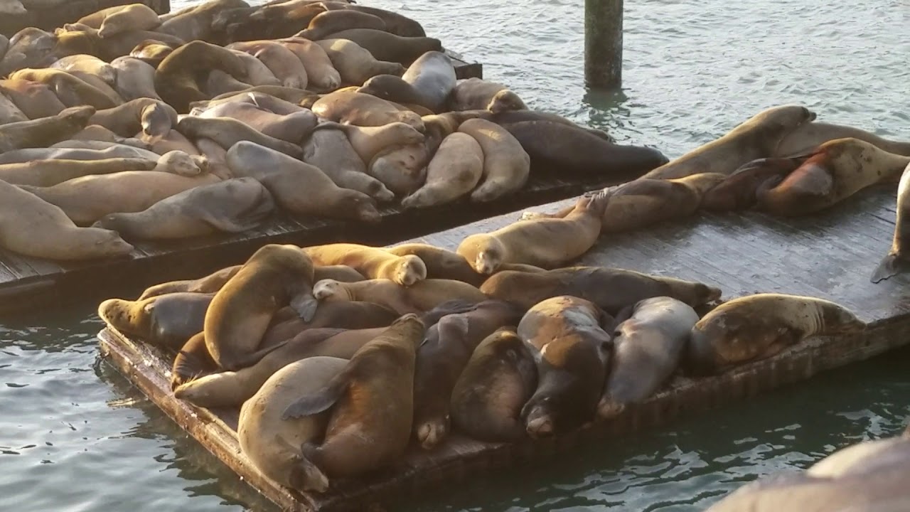Resting sea lion/San Francisco CA