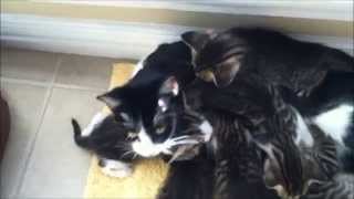Famous Kittens on Dallas craigslist Wealth