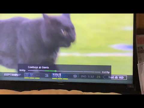 Black Cat Runs Onto Field During 2019 MNF Cowboys At NY Giants Game
