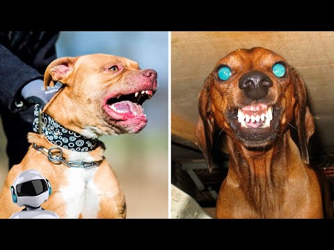 Видео: Какие собаки агрессивны?