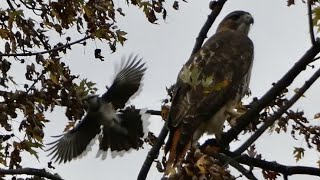 Blue Jay Dive Bombing Red Tailed Hawk
