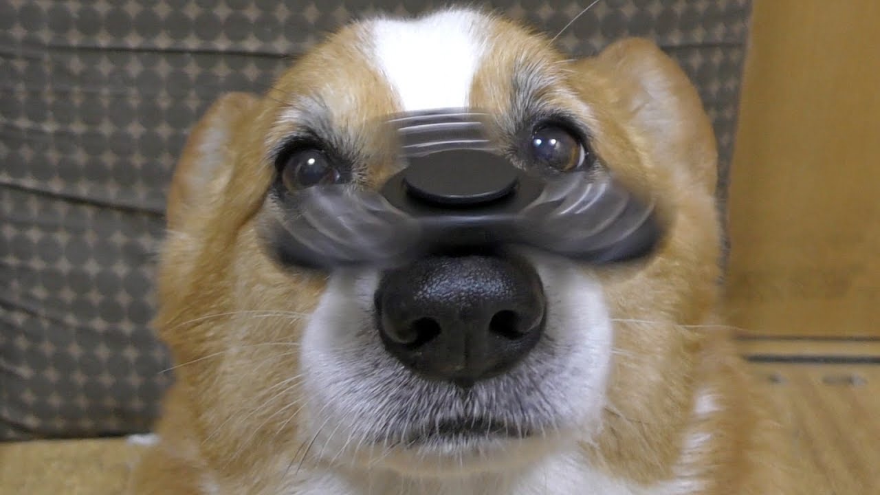 Fidget Spinner Dog Goro ゴローさんのお鼻の上にハンドスピナーを置いてみた コーギー 犬 Corgi 指 スピナー Youtube