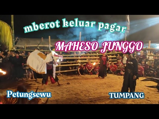 Mberottt geden 🔥 spesial ultah 🥳 // MAHESO JUNGGO // LIVE IN petungsewu - tumpang class=