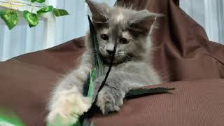 SAYURI & YUKI (FEMALE) // BABY KITTEN POLYDACTYL // MULIACOON CATTERY BALI by MuliaCoon Cattery 621 views 2 years ago 2 minutes, 31 seconds