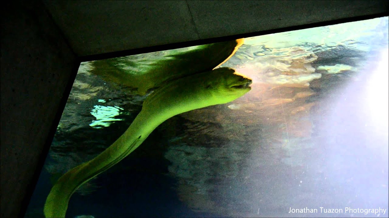 HUGE Green Moray Eel at Baltimore National Aquarium YouTube