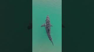 12ft Great White Shark- just off the coast of Montauk!