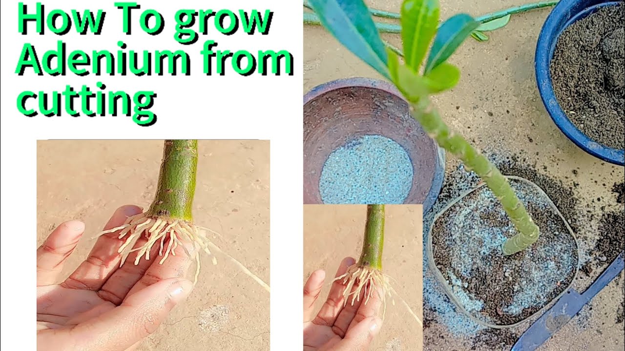 How To Grow Adenium From Cutting /Easy Way To Grow Adenium #adenium # ...