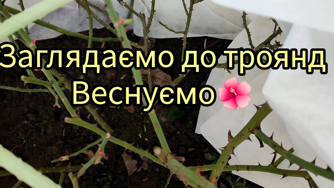 Веснуємо🌺Загдядаємо😶Обрізаємо🌿