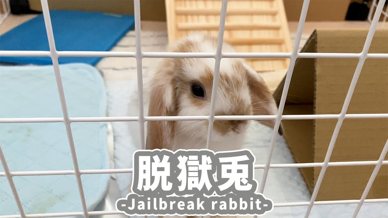 脱獄兎-Jailbreak rabbit- - YouTube