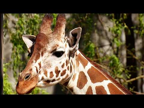 Interesting Facts about Giraffe