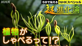 [NHKスペシャル] 植物が進化させた驚くべき能力！|「超・進化論」第1集 植物からのメッセージ ～地球を彩る驚異の世界～ | NHK