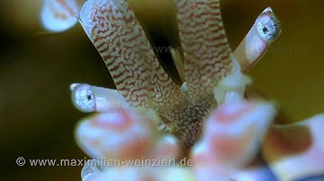Weird Beauty in the Reef - My Harlekin Shrimp Macro Portrait