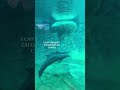 Wait for the end... I had no idea dolphins could actually do this! 🐬#dolphins #aquarium #shorts