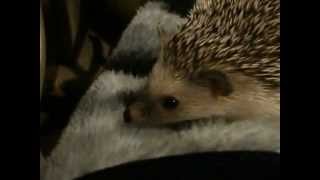 Prickles the Hedgehog