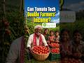 Can Tomato Tech Double Farmers’ Income?