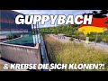 Der tropische guppybach in reden chris lukhaup im gesprch mit dem betreiber