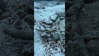 Octopus Camouflages Perfectly Underwater with Surroundings