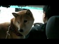 【柴犬ジロー】海へドライブ【shiba inu】