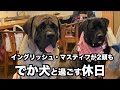 巨大な犬たちと遊ぶ