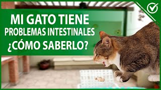 🐱 Enfermedad Inflamatoria Intestinal en Gatos - Síntomas, Causas y Tratamiento 🐱😿