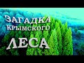 Роща Секвой в Крыму - невероятное место которое я вижу впервые. Почему это место скрывали Крым 2021