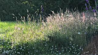Grassy Meadow - Royalty Free Stock Footage