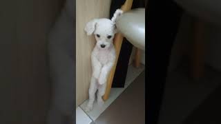 Poodle Lavie bị Phạt vì phá nhà