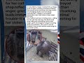 A hippo destroyed a shop… but it wasn’t rage—it was something else