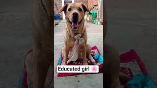 Educated lucky 👩🎓 #dogcoach #funny #dogcoach #doggielife #comedy #labrador #pets #cute #doggie