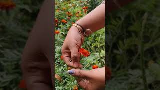 Harvested multicolour marigold flowers. viral video trendingmarigold flowers farming