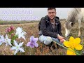 Spring wildflowers on the moors in cornwall