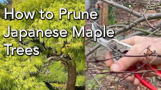 Pruning Weeping Japanese Maples - How and When to Trim / - Instructional Video / Demo.