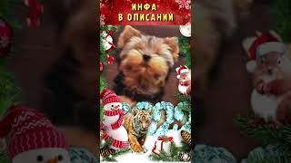 short# В ЛЕСУ РОДИЛАСЬ ЕЛОЧКА