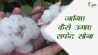 जानिए कैसे उगाए सफेद सोना | कपास की बेस्ट किस्में | Cotton farming in India