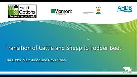 AHDB Beef and Lamb & Dairy: Transition of cattle to fodder beet