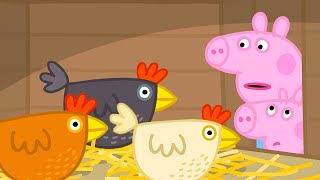 Alimentar a las gallinas de la Abuela Pig | Peppa Pig en Español Episodios Completos