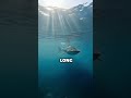 What Are the TOP 5 LARGEST Animals on Earth #shorts #facts