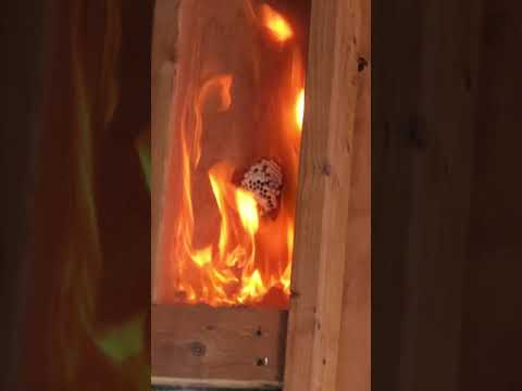 Wasp Removal - YouTube