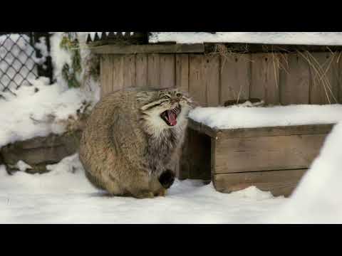 If a Pallas's cat puts his paws on his tail it's freezing outside (landscape version)