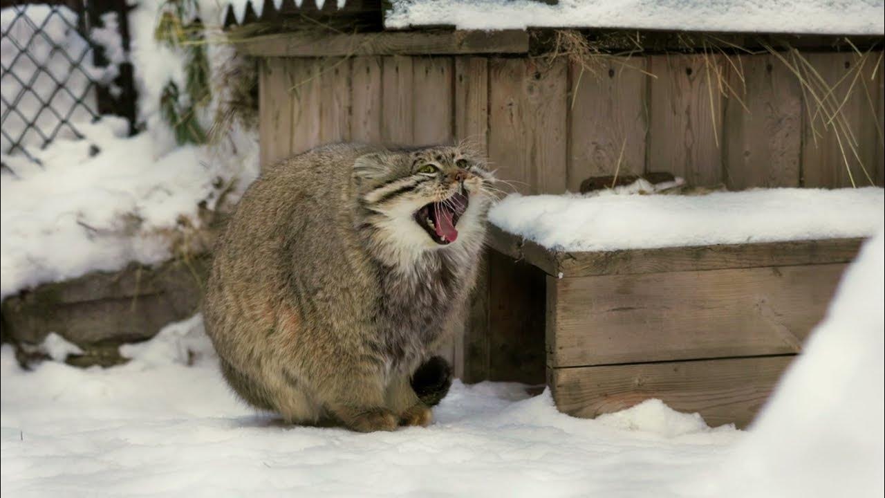 If a Pallas's cat puts his paws on his tail it's freezing outside ...