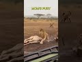 Momma Giraffe's EPIC Save! Lion Gets KO'd by a Jump Kick #쇼츠 #animals #ショート