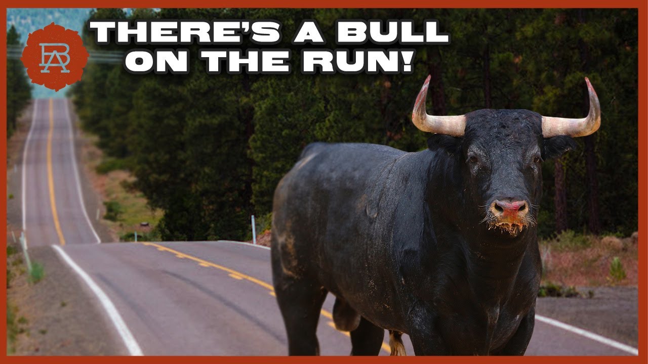 A Wagyu Bull Escapes Onto The Highway Browsey Acres Oregon YouTube