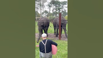 Was not expecting this 🐘🐘🥰